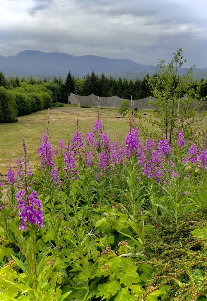 Fireweed at Seven Hills Golf Course Port Hardy B.C.